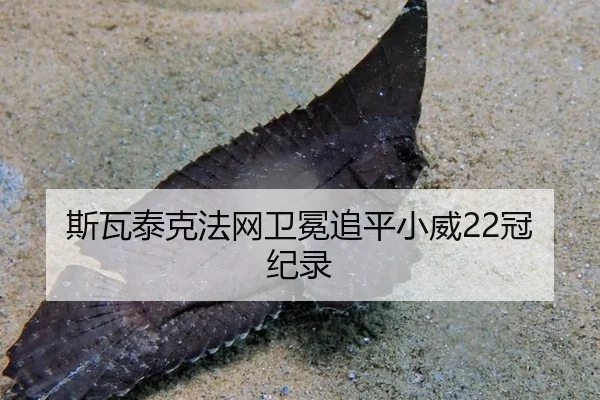 斯瓦泰克法网卫冕追平小威22冠纪录